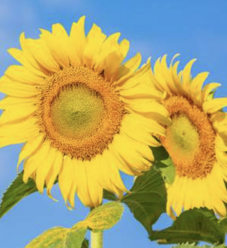 sunflower-with-blue-sky